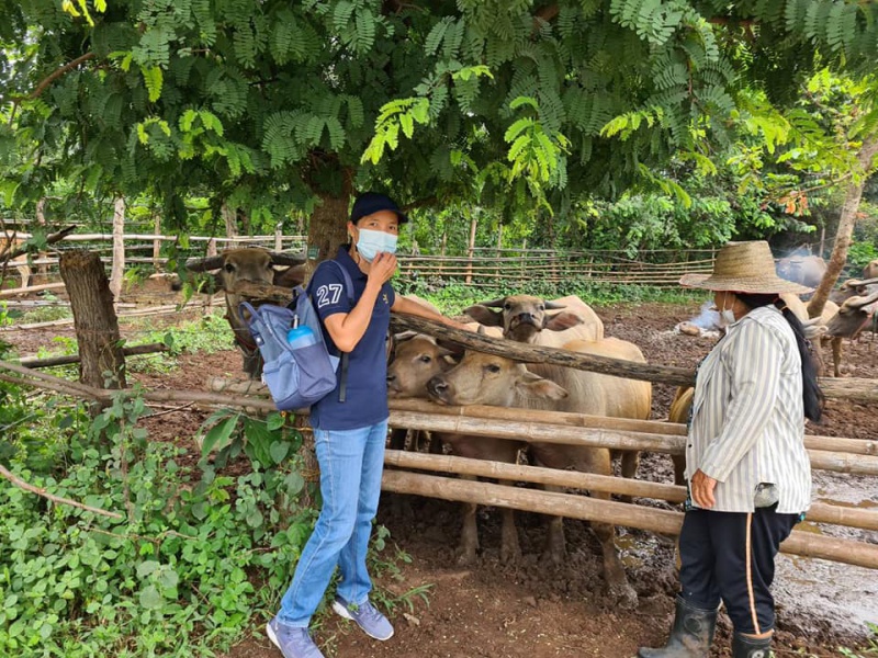 ลงพื้นที่ฉีดวัคซีนโรคลัมปี สกิน ในวัว หมู่ที่ 5, 7, 10